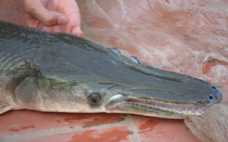Bắt được cá mõm dài, răng sắc nhọn ở Bắc Giang