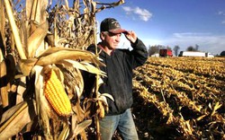 Mỹ: Thượng viện thông qua dự luật nông nghiệp 1.000 tỷ USD