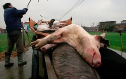 Trung Quốc: Bơm hóa chất, thả lợn chết trôi sông