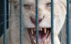 14 con sư tử trắng bị phát hiện giữa Bangkok