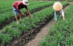 Giải pháp xen canh lúa - màu