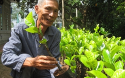 Hàng nghìn nhà vườn ở ĐBSCL đổ xô mua cây giống đặc sản