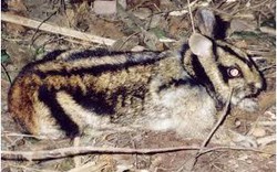 Phát hiện thỏ vằn tại Khu bảo tồn Sao la