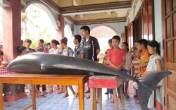Quảng Ngãi: Cá voi dài hơn 2m mắc cạn