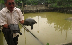 Thu hàng trăm triệu đồng từ ba ba