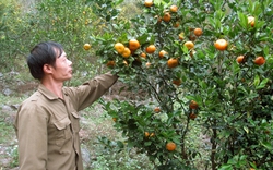 Bón phân NPK  Văn  Điển cho cây cam