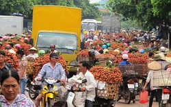 Phần lớn vải thiều ở Hà Nội không... “xịn”