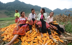 Việt Nam được FAO vinh danh về xóa đói, giảm nghèo