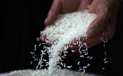 “Mất mặt” cho gạo Việt Nam
