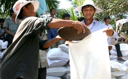Quảng Ngãi: Mua lại toàn bộ lúa, gạo cũ ở vùng bệnh lạ