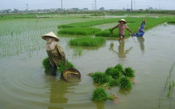 Chuyển 200.000ha đất lúa trồng cây màu