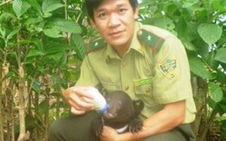 Bò tót, gấu ngựa xuất hiện tại rừng Thanh Hóa