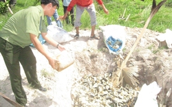 Tiêu hủy 1,3 tấn khô cá tra “bẩn”