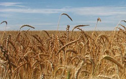Monsanto công bố báo cáo phát triển bền vững