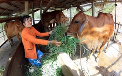 Con bò “cứu” cây lúa