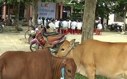 Quảng Nam: Hỗ trợ nông dân nuôi bò