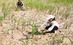 Hơn 26.600ha cây trồng bị hạn hán