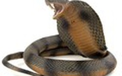 Bí ẩn phép chữa rắn cắn của “cao nhân’’ Mường 