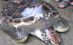 TT-Huế: Dân bắt được rùa biển sắp tuyệt chủng