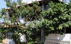 Chánh Tín được ở lại căn nhà tới tháng 9.2014