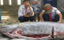 Phú Yên: Bắt được cá &#34;lạ&#34; nặng hơn 2 tạ