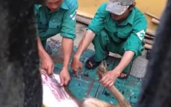 Dân Đà Nẵng xôn xao clip nhân viên công viên làm thịt nai giữa ban ngày