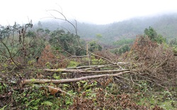 Hàng trăm ha rừng  bị lấn chiếm trái phép