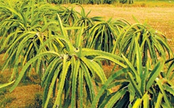 Long An: Chuyển đổi 3.000ha đất trồng lúa