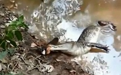 Clip cá sấu bị một con lươn điện làm cho tê liệt