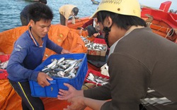 Sửa đổi chính sách, phương thức hỗ trợ ngư dân
