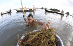 Boăn khoăn lúa vụ ba