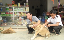 Lai Châu: Hỗ trợ tiêm phòng bệnh dại cho chó, mèo