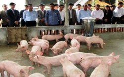 Hà Tĩnh: Mở lớp dạy kỹ thuật chăn nuôi lợn