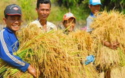 Người trồng lúa vơi bớt âu lo 