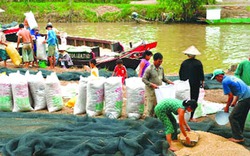 Việt Nam trúng thầu 800.000 tấn gạo: Giá thu mua lúa tăng vọt