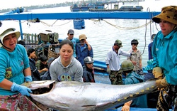 Phú Yên: Ngư dân trúng đậm cá ngừ đại dương