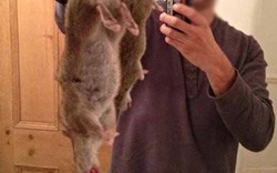  Liệu chuột khổng lồ ở Anh có ăn thịt người như tin đồn?