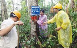 Quảng Nam: 13,4 tỷ đồng khoán bảo vệ rừng 