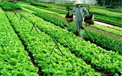Lâm Đồng: Không phát hiện mẫu rau nhiễm độc