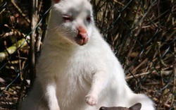 Kỳ lạ: Chuột túi mẹ màu trắng sinh con màu nâu