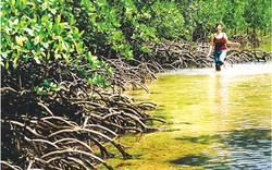 Vườn quốc gia Côn Đảo là khu Ramsar thế giới