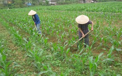 Cao Bằng: Cung ứng hơn 7,3 tấn ngô giống cho nông dân
