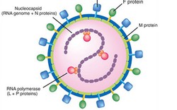 Lòng tự trọng của con virút sởi