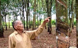 Thanh Hóa: Trồng cây cao su thay thế vườn mía kém năng suất 