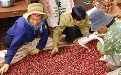 Giá cà phê tăng thêm hơn 1.000 đồng/kg