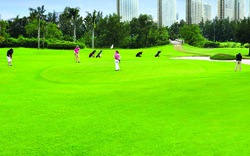 Giải golf Phú Mỹ Hưng 2014: Kết nối cộng đồng doanh nhân 