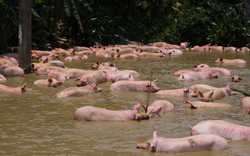 Hà Tĩnh: Hiện trường cảnh xe lật, hàng trăm con lợn bơi bì bõm dưới ao