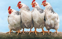 Chở 4 con gà trên xe khách, bị phạt tiền triệu: Đúng quy định!