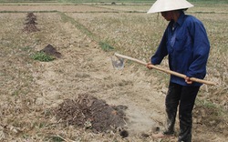 Đà Nẵng,  Quảng Nam:  Nóng việc lo nước cho vụ hè thu
