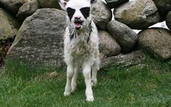 Kỳ lạ: Cừu có khuôn mặt giống “người Dơi” đến khó tin